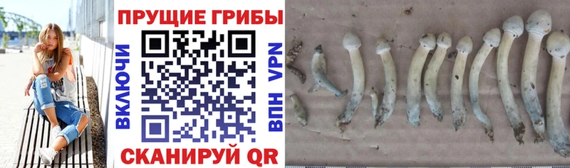 Псилоцибиновые грибы прущие грибы  Белово 